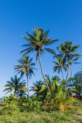 Fototapeta na wymiar Palms on a beach in Joao Pessoa, Brazil