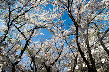 pink flower and lots of colors sakura trees, Japan