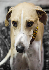 Azawakh Dog Portrait