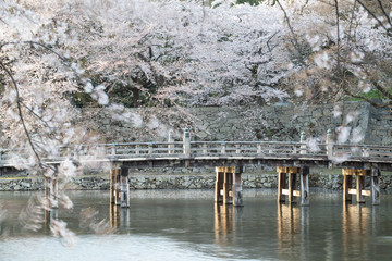 Fototapeta na wymiar pink flower and lots of colors sakura trees, Japan