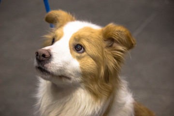 Portrait of a Cute Dog 