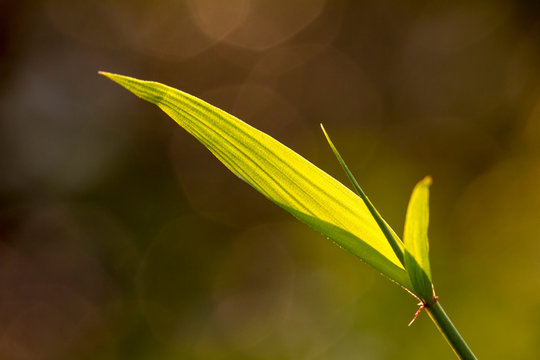  light play across the surface of a bamboo leaf that sits in front of a blue sky background