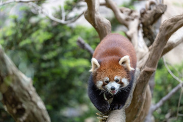 レッサーパンダ, アカパンダ