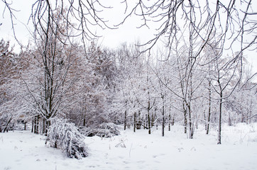 Winter forest. Snow covered trees in the forest.