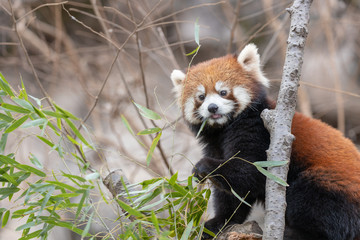 レッサーパンダ, アカパンダ