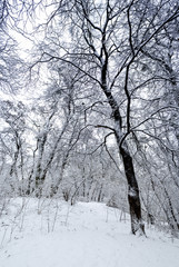 Winter forest. Snow covered trees in the forest.