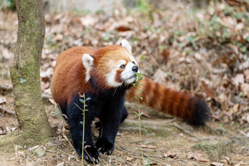 レッサーパンダ, アカパンダ
