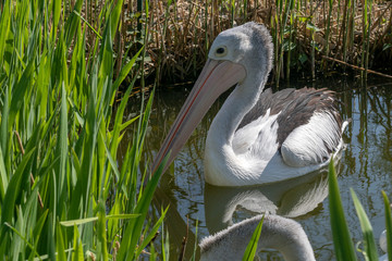 Great white pelican (Pelecanus onocrotalus) swimming on a pond