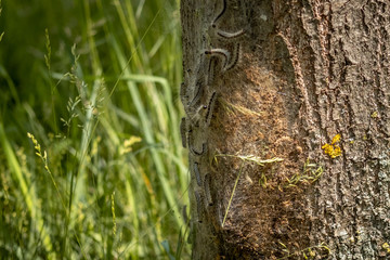Eichenprozessionsspinner an einem Baum