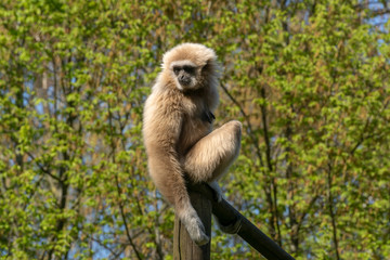 Lar gibbon (Hylobates Lar) sitting on a pole