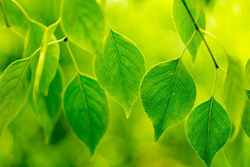 Naklejka na ściany i meble green leaves on green bokeh background, a leafy shade