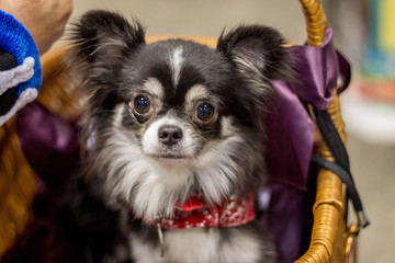 portrait of a dog Chihuahua in a basket 