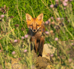 Red fox looking at camera.