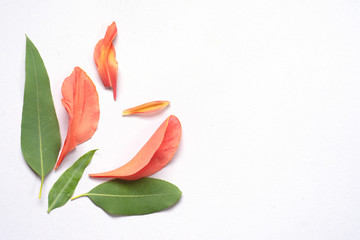 Top view flowers and eucalyptus leaves on white background with copy space for text