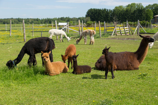 Group of baby and adult alpacas and one large llama resting or grazing in their enclosure during a summer morning, Pont-Rouge, Quebec, Canada