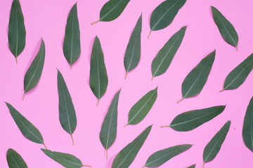 Top view of eucalyptus leaves on pink background
