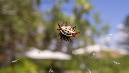 Red and white spider with spikes on it's back.