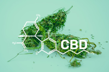 Obraz premium Macro photo of marijuana flower buds. CBD formula. Medical cannabis concept