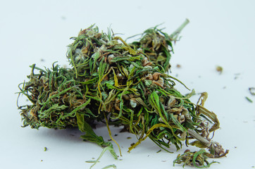 Close up of and recreational medical CBD plant marijuana flower bud on blue background. Cannabis trichomes macro photo of bud.