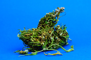 Close up of and recreational medical CBD plant marijuana flower bud on blue background. Cannabis trichomes macro photo of bud.