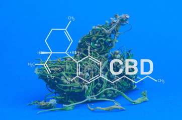 Macro photo of marijuana flower buds. CBD formula. Medical cannabis concept