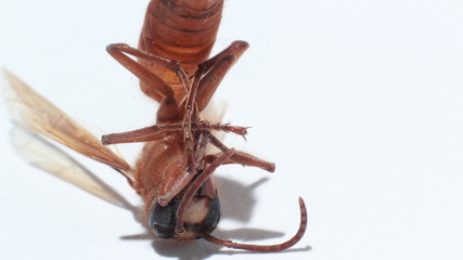 A micro shot of  dead bee.