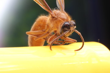 Micro shot of  a bee