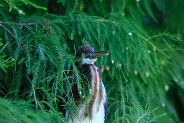 A juvenile tricolored heron perched between tree branches