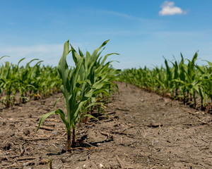 closeup of a healthy young corn plant in cornfield with dry and cracking soil and no weeds between rows