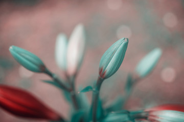 Colorful flowers lilies or hemerocallis in summertime. Blossoming hemerocallis in orchard. Lilies and buds of soft focus. Nature wallpaper blurry background. Game of color. Toned image does not focus