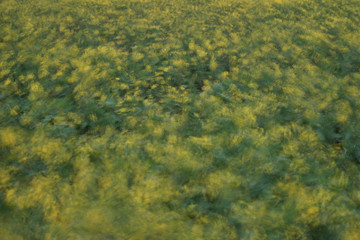 background of green leaves
