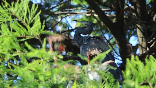 Heron and Chicks at Alligator Farm St. Augustine Florida