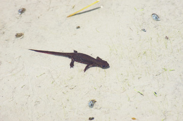 水田のアカハライモリ