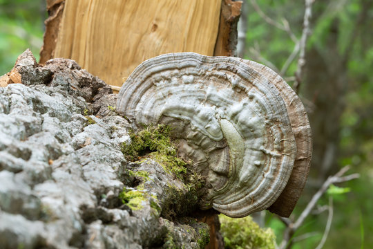 Artist's conk, Ganoderma applanatum growing on poplar wood
