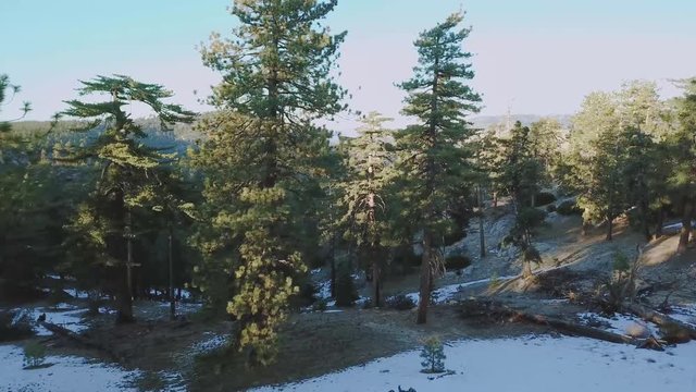 Aerial shot of Californian pine tree forest
