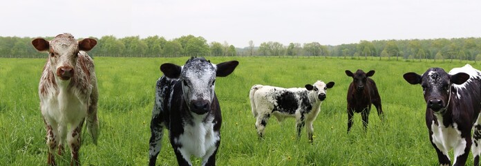 Adorable newborn mottled and speckled roan calves in the meadow looking at the camera
