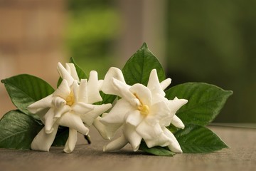 A pair of white Gardenia flower (Gardenia jasminoides) is on the wooden table at the terrace with blurred garden as the background , Summer in Georgia USA.
