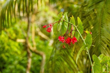 Red plants in the woods