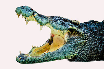 crocodile isolated