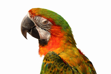 macaw parrot isolated