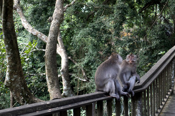 couple monkey chit chat