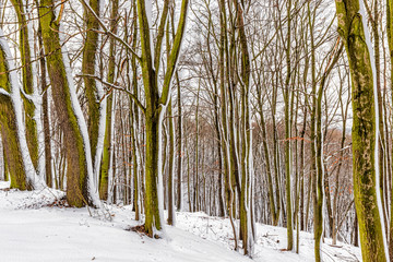 Winter landscape in the snowy forest.