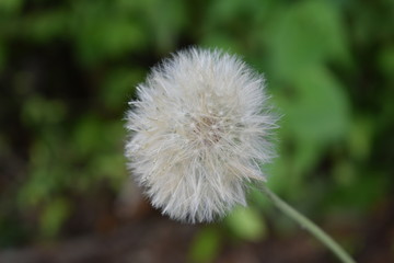 dandelion flower isolated 