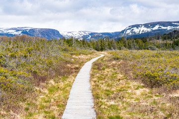 Trail in Gros Morne National Park