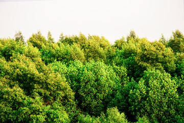 Mangroves tree beside the sea, The green forest on sea shore, Green leaves bush moving by wind, Nature tree with bright sun light and clear sky