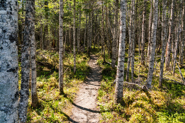 Trail in Gros Morne National Park, Newfoundland Canada