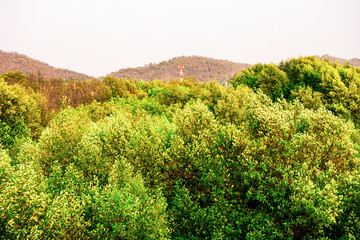 Obraz premium The green forest in the water, Mangroves tree background, Beautiful shadow of green tree on river, Green leaves bush with reflected shadow, Nature tree with bright sun light and clear sky background