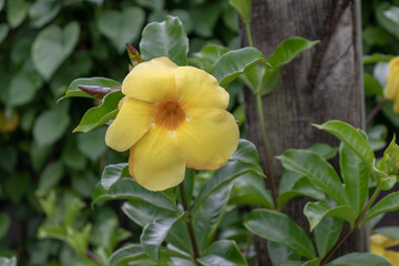 A yellow flower with green leaves