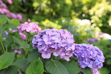 飛鳥山公園の紫陽花