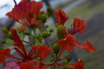 Fototapeta na wymiar red flower closeup tropical panama
